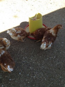Chickens enjoying their Tuesday!